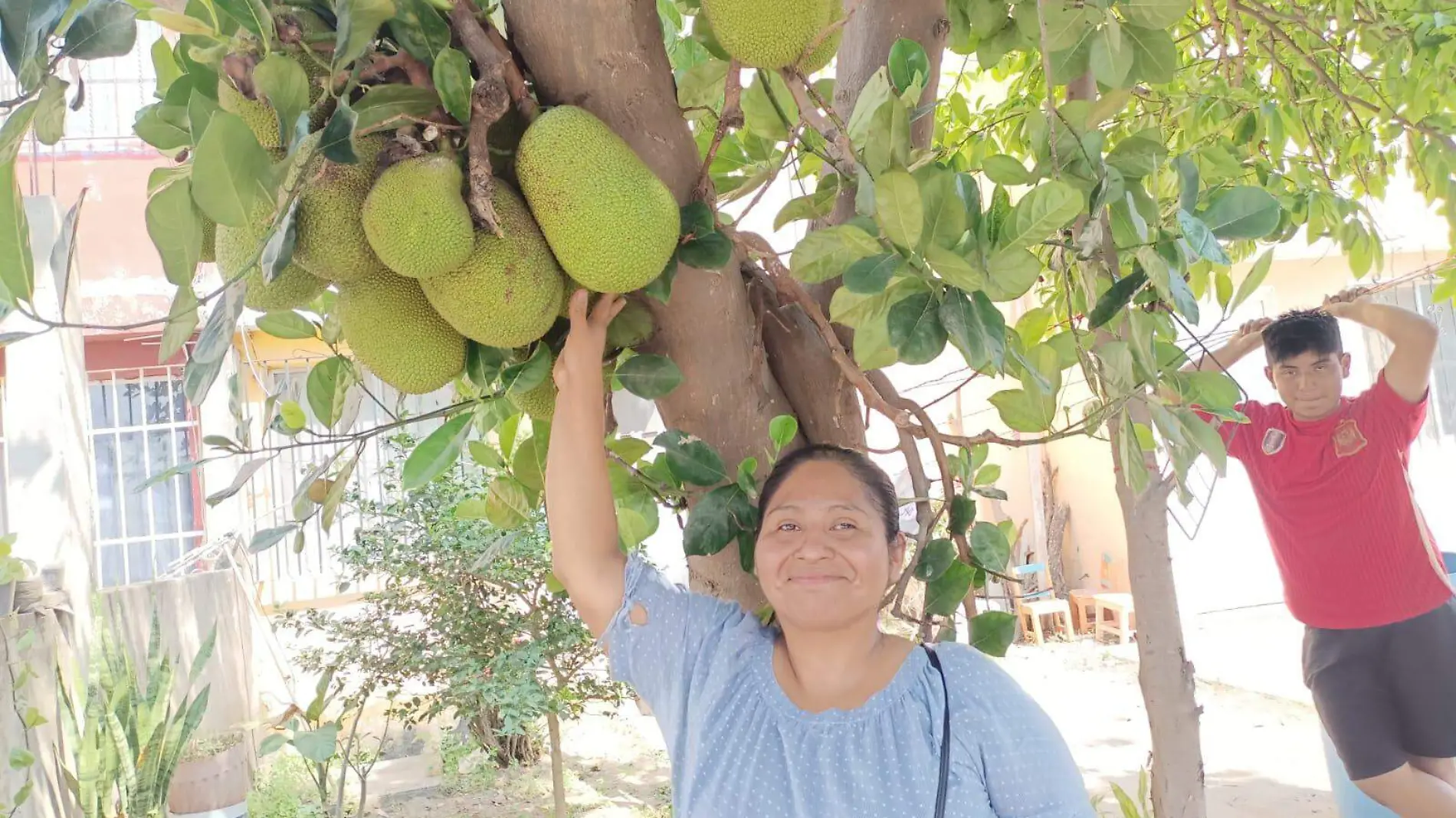 Árbol de yaca, originario de Nayarit